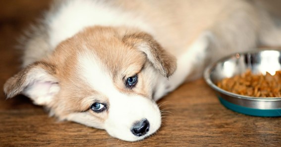 Dog health: How do you know that your dog is doing well?