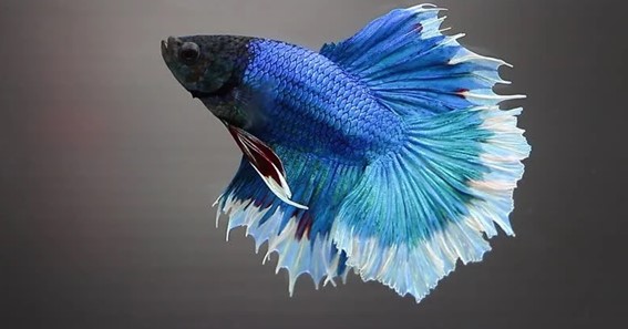 What Kind of Fish Is a Beautiful Blue Betta and How to Keep It Healthy