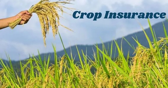 A Short Guide To Crop Insurance